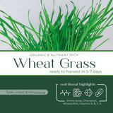 Wheat grass - Commercial Tray 4 Pack