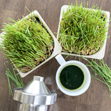 Micro Wheat Grass - 9 Tray Pack