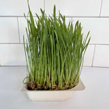 Micro Wheat Grass - 9 Tray Pack