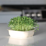 Easy Organic Broccoli Micro green Seeds with soil kit