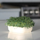 Organic Chia Micro green Seeds with soil tray