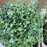 Organic Salad Micro-green blend seeds with soil - arugula, kale, broccoli, kohlrabi, red cabbage