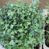 Organic Salad Micro-green blend seeds with soil - arugula, kale, broccoli, kohlrabi, red cabbage