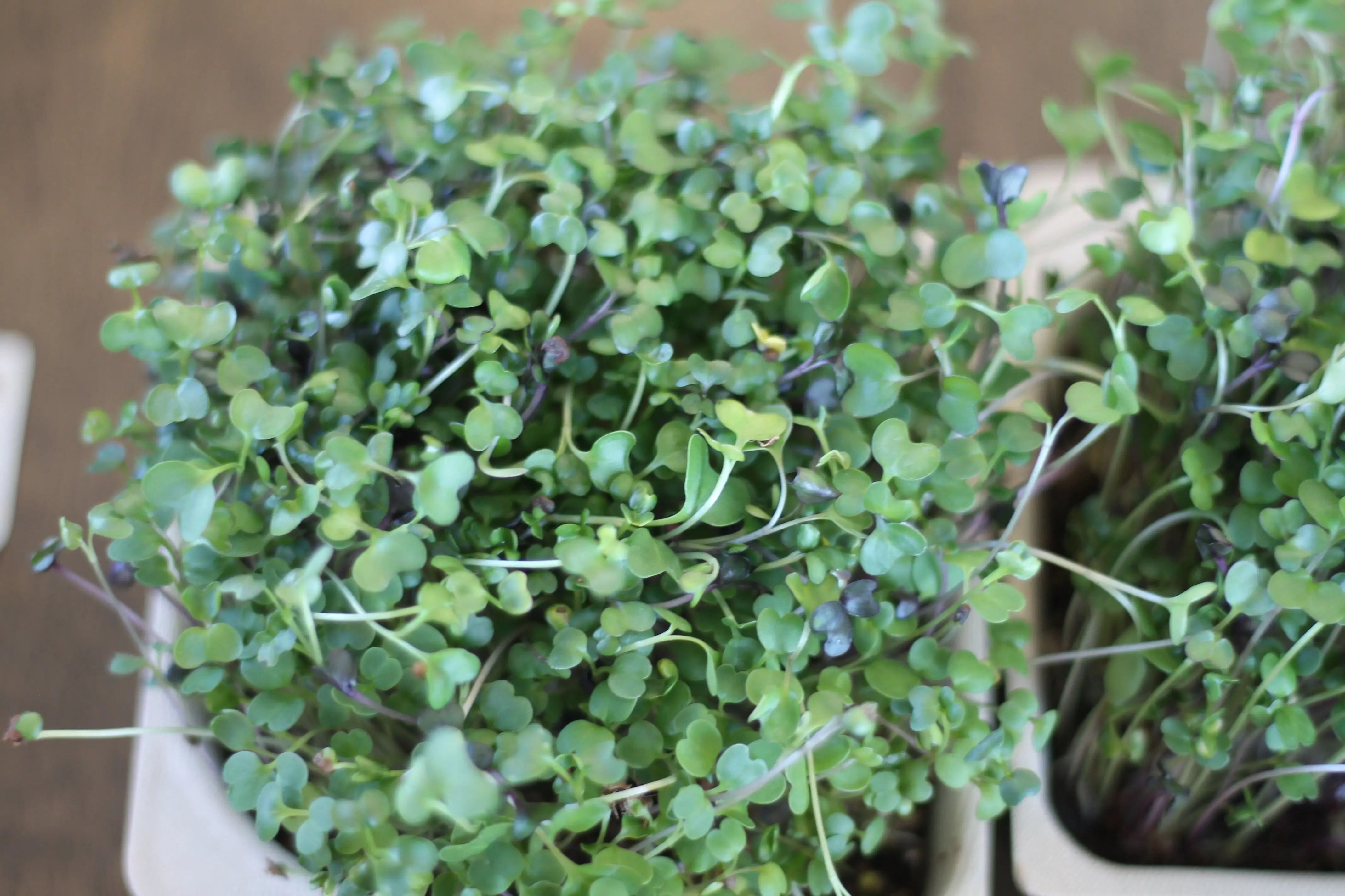 Organic Salad Micro-green blend seeds with soil - arugula, kale, broccoli, kohlrabi, red cabbage