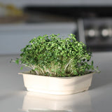 Organic Mustard Micro green seeds with soil kit