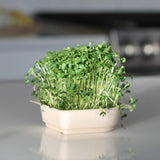 Easy Organic Kale Micro green Seed & Soil Kit