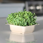Easy grow Organic Arugula Micro green Seeds with soil kit